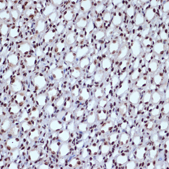 ILF3 Rabbit monoclonal antibody