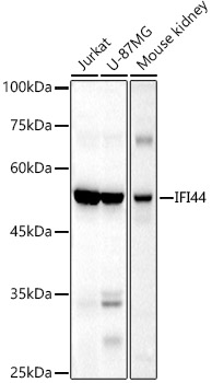 IFI44 Rabbit polyclonal antibody
