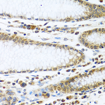 IFI44 Rabbit polyclonal antibody