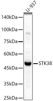 STK38 Rabbit polyclonal antibody