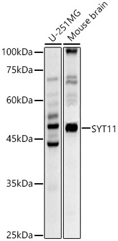 SYT11 Rabbit polyclonal antibody