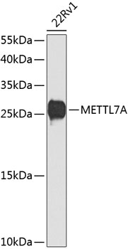 METTL7A Rabbit polyclonal antibody