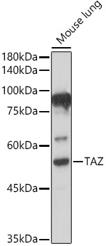 TAZ Rabbit polyclonal antibody