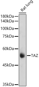 TAZ Rabbit polyclonal antibody
