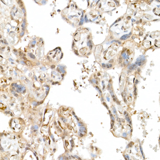 TAZ Rabbit polyclonal antibody