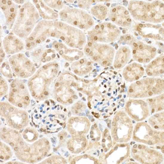 TAZ Rabbit polyclonal antibody