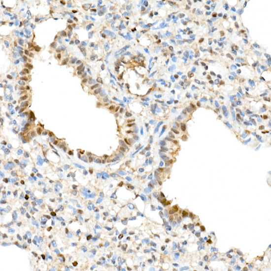 TAZ Rabbit polyclonal antibody