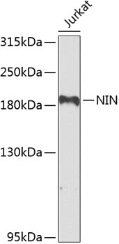 NIN Rabbit polyclonal antibody