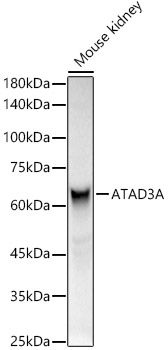 ATAD3A Rabbit polyclonal antibody