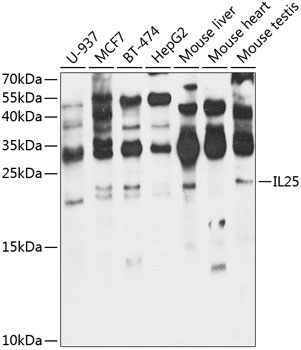 IL25 Rabbit polyclonal antibody
