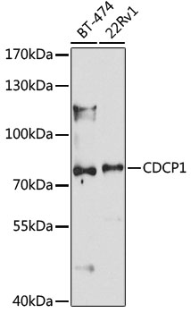 CDCP1 Rabbit polyclonal antibody