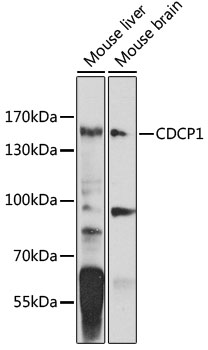 CDCP1 Rabbit polyclonal antibody