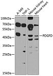 Western blot - PDGFD Rabbit pAb (A8263)