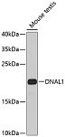 Western blot - DNAL1 Rabbit pAb (A8267)