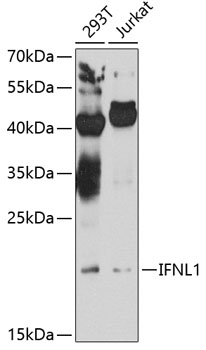 IFNL1 Rabbit polyclonal antibody