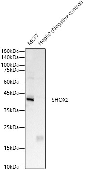 SHOX2 Rabbit polyclonal antibody
