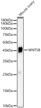 WNT5B Rabbit polyclonal antibody