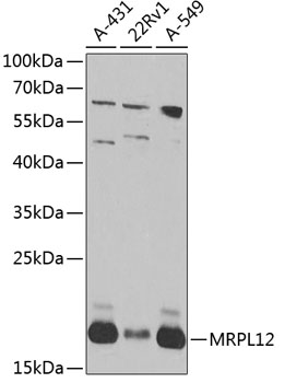 MRPL12 Rabbit polyclonal antibody