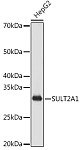 Western blot - SULT2A1 Rabbit mAb (A8334)