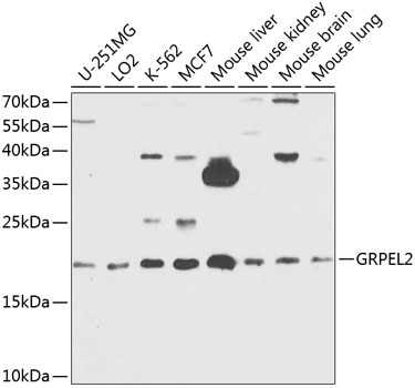 GRPEL2 Rabbit polyclonal antibody