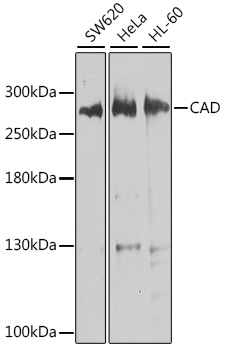 CAD Rabbit polyclonal antibody