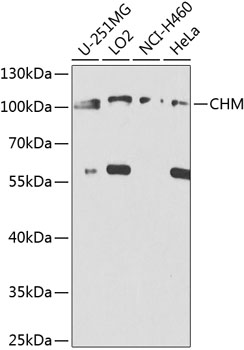 CHM Rabbit pAb