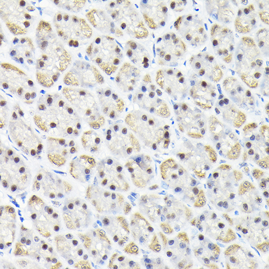 KPNA3 Rabbit polyclonal antibody