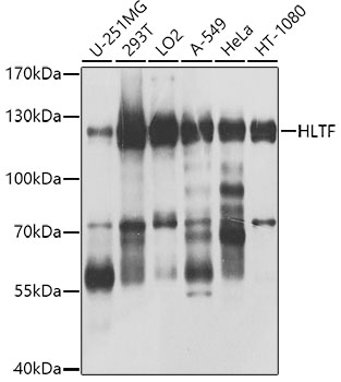 HLTF Rabbit pAb