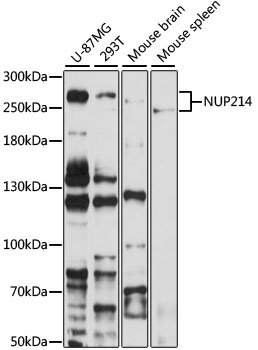 NUP214 Rabbit polyclonal antibody