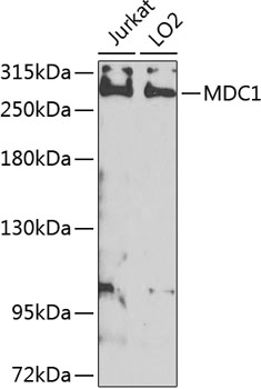 MDC1 Rabbit polyclonal antibody