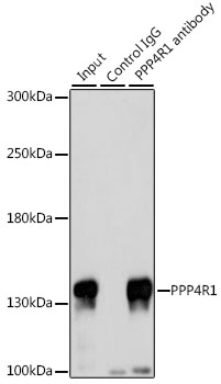 PPP4R1 Rabbit polyclonal antibody