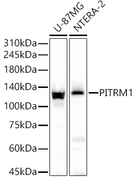 PITRM1 Rabbit polyclonal antibody