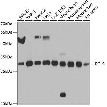 PGLS Rabbit polyclonal antibody