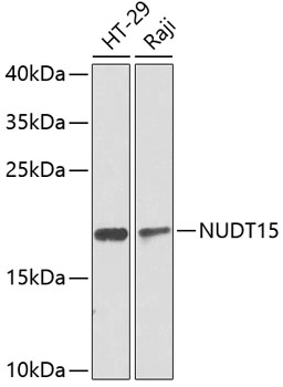 NUDT15 Rabbit polyclonal antibody