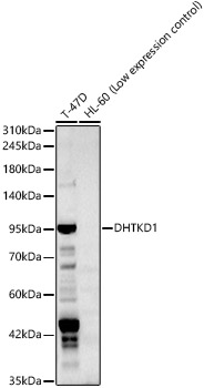 DHTKD1 Rabbit polyclonal antibody