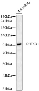 DHTKD1 Rabbit polyclonal antibody