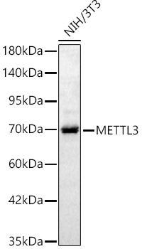 [KD Validated] METTL3 Rabbit polyclonal antibody