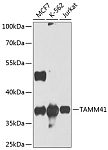Western blot - TAMM41 Rabbit pAb (A8374)