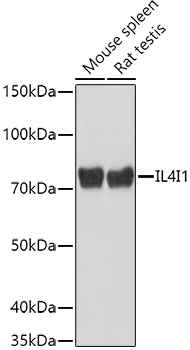 IL4I1 Rabbit polyclonal antibody