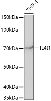 IL4I1 Rabbit polyclonal antibody