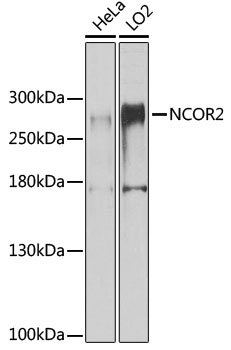 NCOR2 Rabbit polyclonal antibody