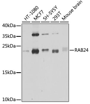 RAB24 Rabbit polyclonal antibody