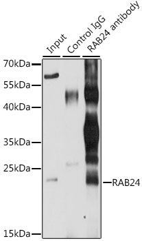 RAB24 Rabbit polyclonal antibody