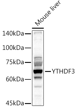 YTHDF3 Rabbit polyclonal antibody