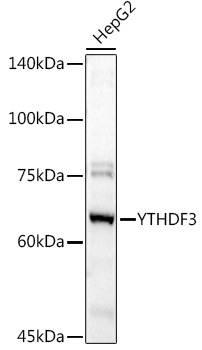 YTHDF3 Rabbit polyclonal antibody