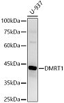 Western blot - DMRT1 Rabbit pAb (A8411)