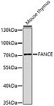 Western blot - FANCE Rabbit pAb (A8417)