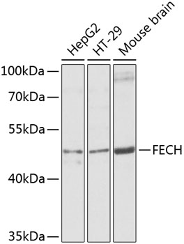 FECH Rabbit polyclonal antibody