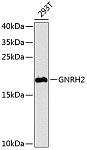 Western blot - GNRH2 Rabbit pAb (A8424)