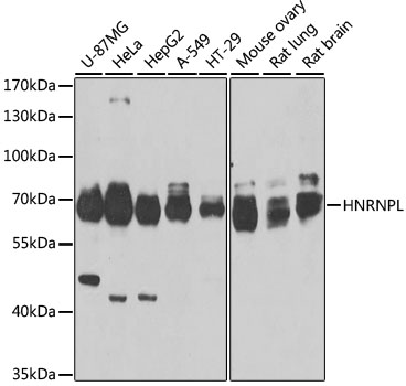 HNRNPL Rabbit polyclonal antibody